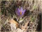 Пролетен минзухар /Crocus veluchensis/